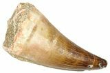 Fossil Prognathodontid Mosasaur Tooth - Morocco #374486-1